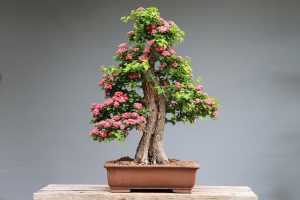 bonsai jak zacząć